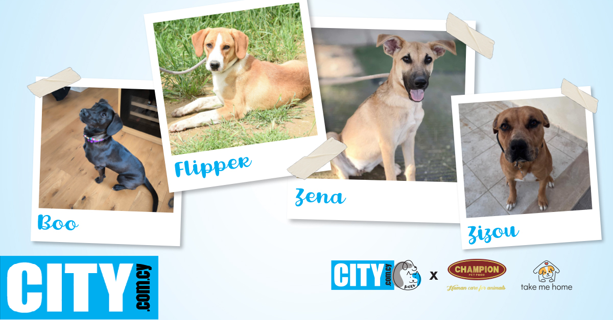 CITY PETS: &Eta; Boo, &omicron; Zizou, &omicron; Flipper &kappa;&alpha;&iota; &eta; Zena &pi;&epsilon;&rho;&iota;&mu;έ&nu;&omicron;&upsilon;&nu; &nu;&alpha; &beta;&rho;&omicron;&upsilon;&nu; &tau;&eta; &delta;&iota;&kappa;ή &tau;&omicron;&upsilon;&sigmaf; &pi;&alpha;&nu;&tau;&omicron;&tau;&iota;&nu;ή &omicron;&iota;&kappa;&omicron;&gamma;έ&nu;&epsilon;&iota;&alpha;
