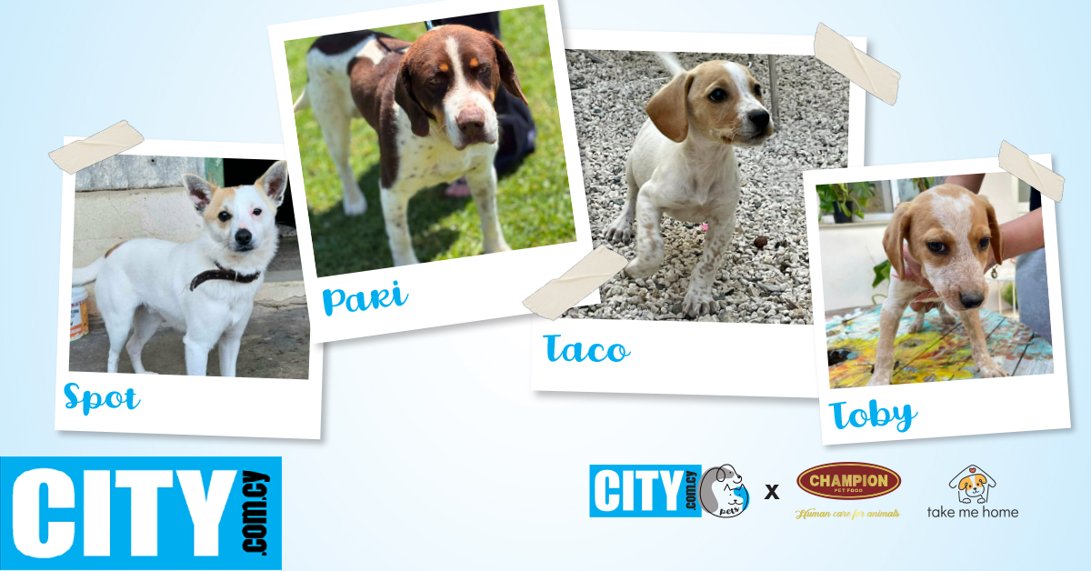 CITY PETS: &Omicron; Spot, &omicron; &upsilon;&pi;έ&rho;&omicron;&chi;&omicron;&sigmaf; Pari &mu;&epsilon; &tau;&alpha; &tau;&rho;ί&alpha; &pi;ό&delta;&iota;&alpha;, &omicron; Taco &kappa;&alpha;&iota; &omicron; Toby &psi;ά&chi;&nu;&omicron;&upsilon;&nu; &mu;&iota;&alpha; &omicron;&iota;&kappa;&omicron;&gamma;έ&nu;&epsilon;&iota;&alpha;