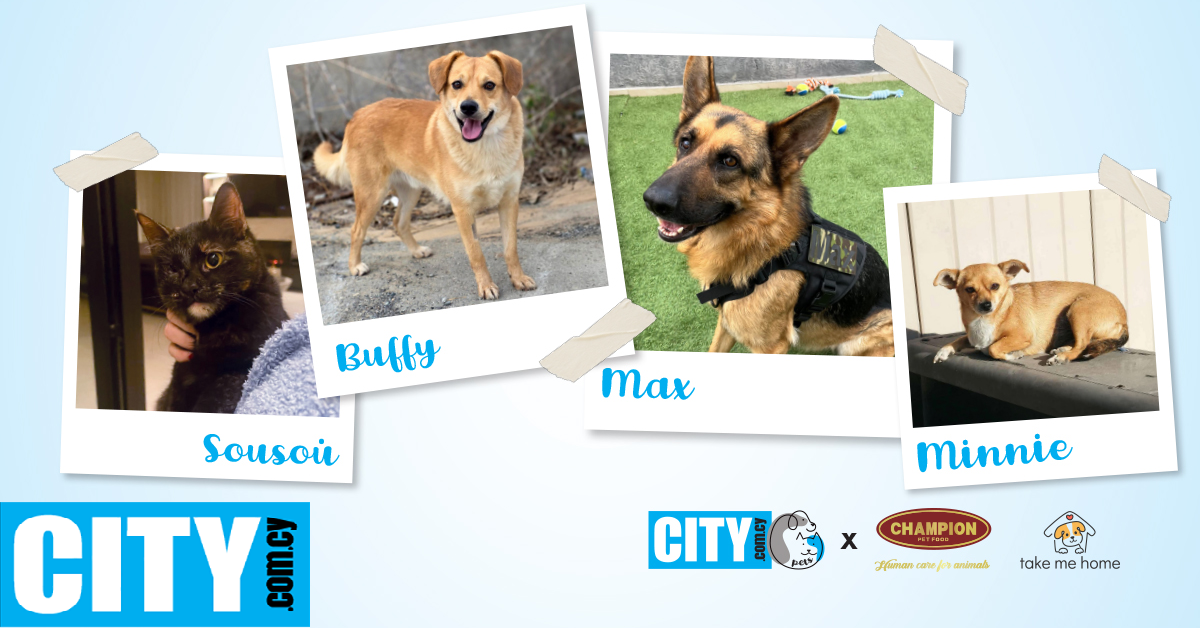 CITY PETS: &Eta; &Sigma;&omicron;&upsilon;&sigma;&omicron;ύ, &omicron; Buffy, o Max &kappa;&alpha;&iota; &eta; Minnie &psi;ά&chi;&nu;&omicron;&upsilon;&nu; έ&nu;&alpha; &sigma;&pi;ί&tau;&iota; &pi;&omicron;&upsilon; &theta;&alpha; &tau;&omicron;&upsilon;&sigmaf; &pi;&rho;&omicron;&sigma;&phi;έ&rho;&epsilon;&iota; ό&lambda;&eta; &tau;&eta;&nu; &alpha;&gamma;ά&pi;&eta; &pi;&omicron;&upsilon; &tau;&omicron;&upsilon;&sigmaf; &alpha;&xi;ί&zeta;&epsilon;&iota;