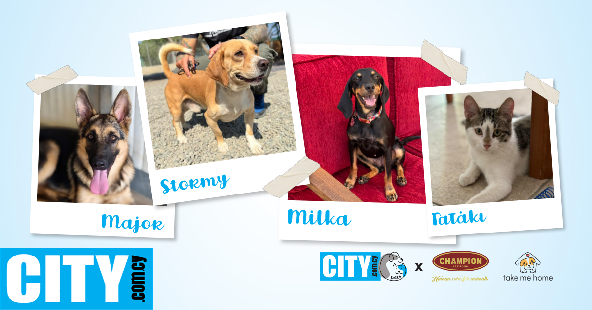 Ο Major, o Stormy, η Milka και ένα μικρό γατάκι αναζητούν την αγκαλιά του παντοτινού τους σπιτιού