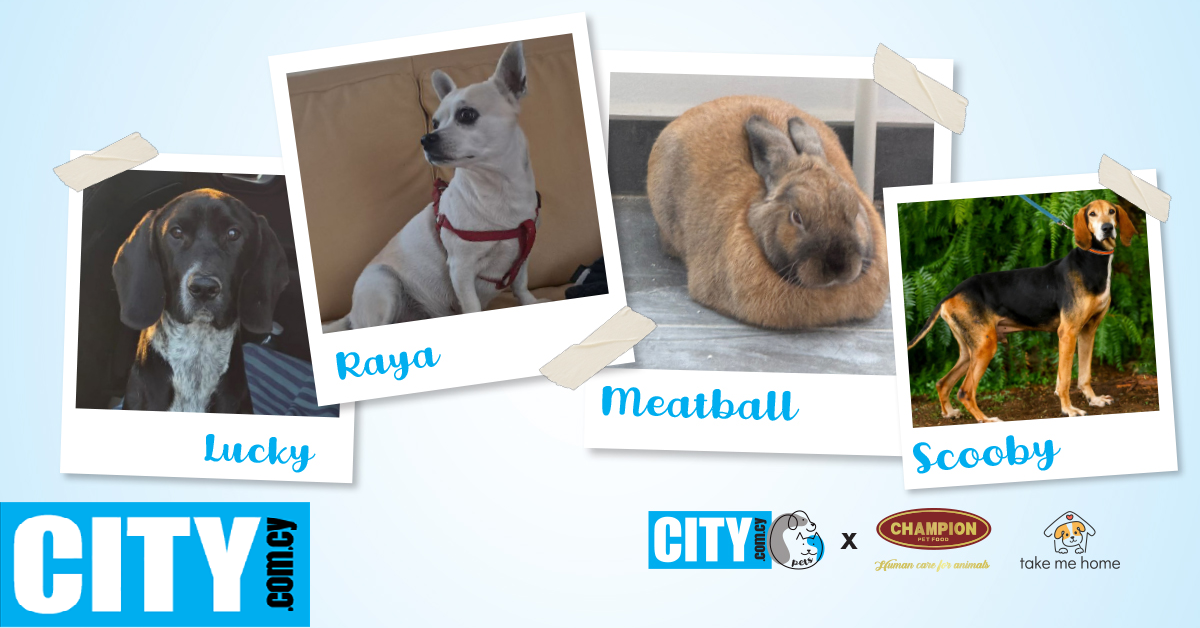 Ο Lucky, η Raya, o Scooby και o υπέροχος κούνελος Meatball ψάχνουν το σπίτι τους