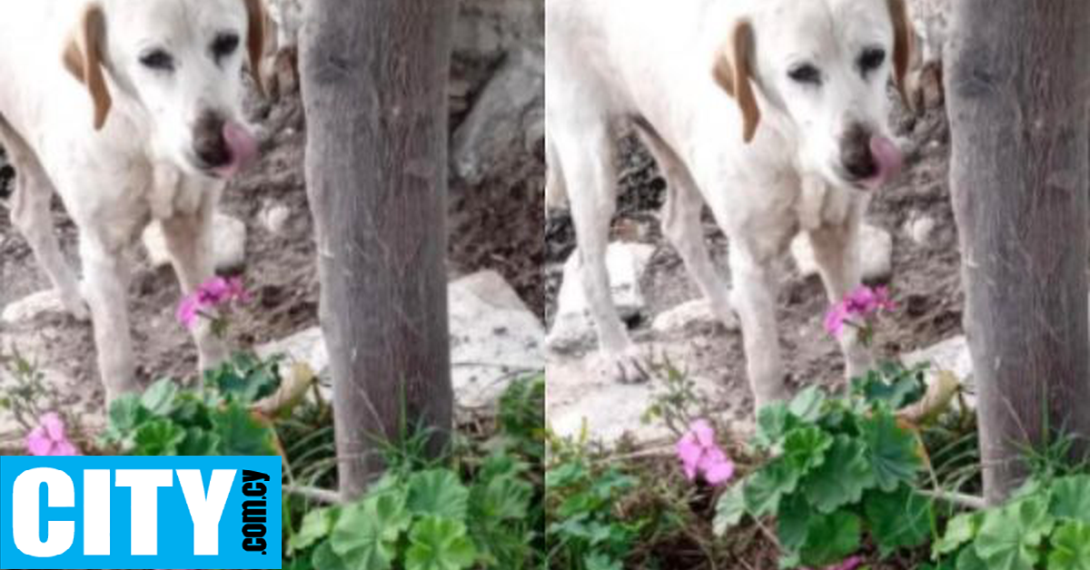 Αυτός ο ηλικιωμένος σκυλάκος εγκαταλείφθηκε από τον πρώην ιδιοκτήτη του και ψάχνει το νέο του σπίτι