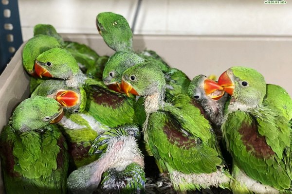 Several-Juvenile-parakeets-were-also-rescued-.jpg