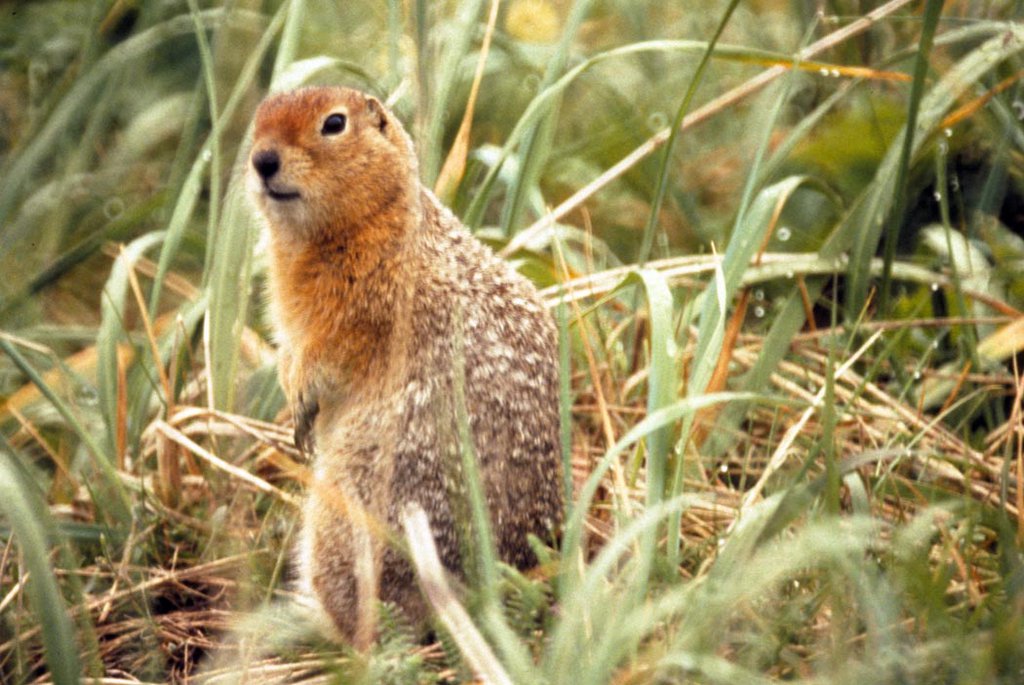 Spermophilus_parryii.jpg