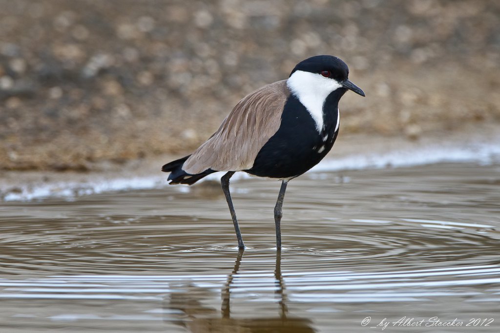 Spur-winged Lapwing - A. Stoecker.jpg