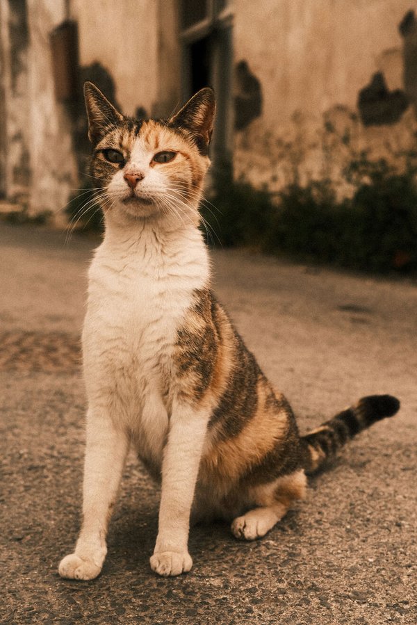 Stray-Cats-in-Limassol-Cyprus-62b2c4be2d3a2-jpeg__880_city.jpg