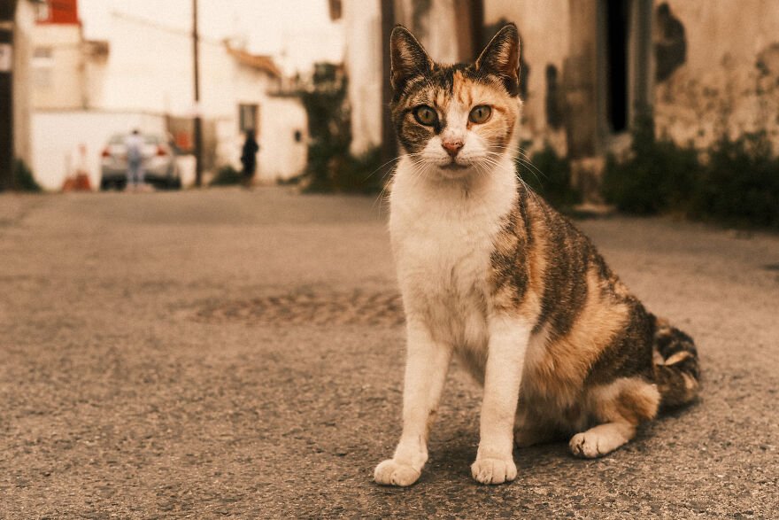 Stray-Cats-in-Limassol-Cyprus-62b2c5496eea4-jpeg__880_city.jpg