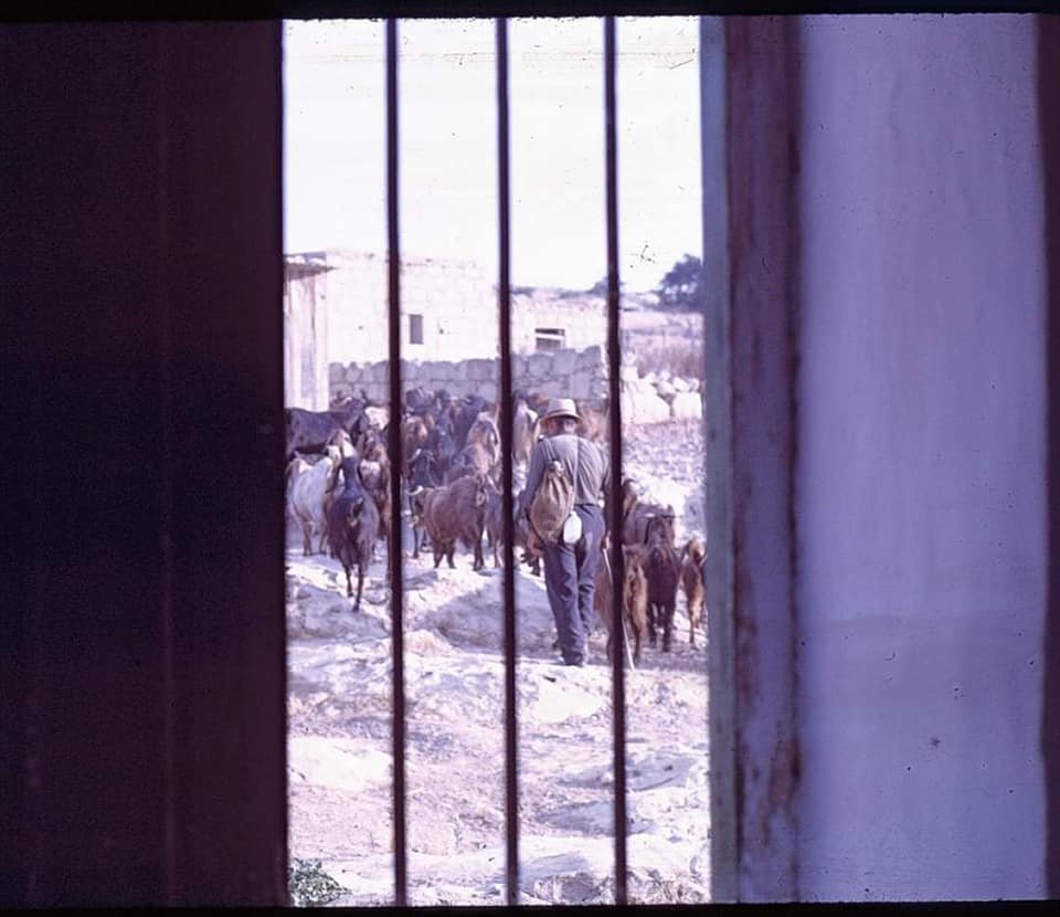 Troulis herding the goat flock to pasture..jpg