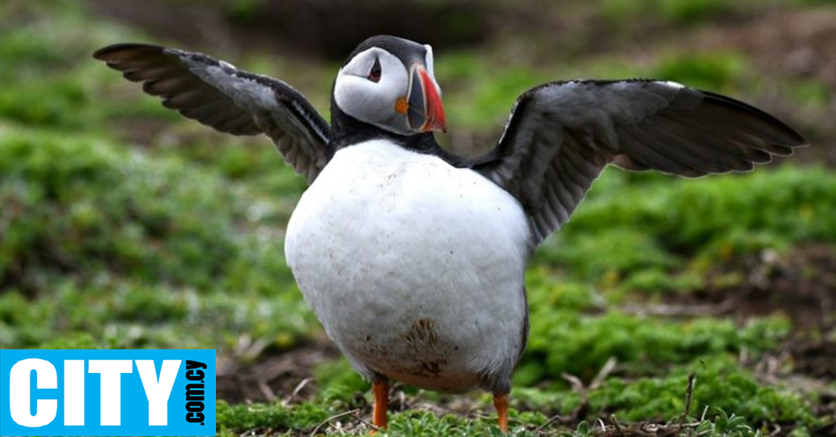 &Zeta;&eta;&tau;&omicron;ύ&nu;&tau;&alpha;&iota; &epsilon;&theta;&epsilon;&lambda;&omicron;&nu;&tau;έ&sigmaf; &nu;&alpha; &zeta;ή&sigma;&omicron;&upsilon;&nu; &sigma;&epsilon; &alpha;&pi;&omicron;&mu;&omicron;&nu;&omega;&mu;έ&nu;&omicron; &nu;&eta;&sigma;ί &gamma;&iota;&alpha; 3 &mu;ή&nu;&epsilon;&sigmaf; &mu;&epsilon;&tau;&rho;ώ&nu;&tau;&alpha;&sigmaf; &theta;&alpha;&lambda;ά&sigma;&sigma;&iota;&omicron;&upsilon;&sigmaf; &pi;&alpha;&pi;&alpha;&gamma;ά&lambda;&omicron;&upsilon;&sigmaf;