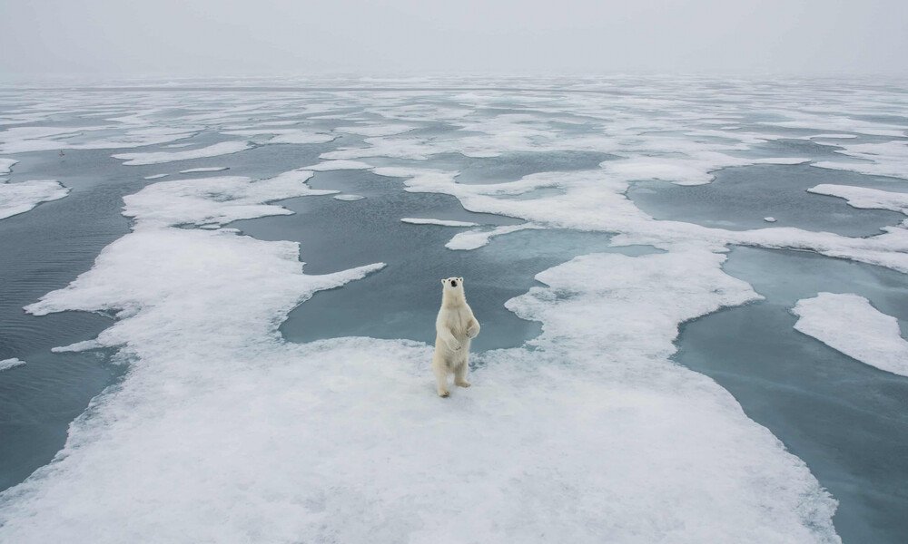 Ursus Maritimus, the Arctic, Νικήτρια εικόνα στην κατηγορία Polar. Φωτο David Sinclair Αυστραλία.jpg