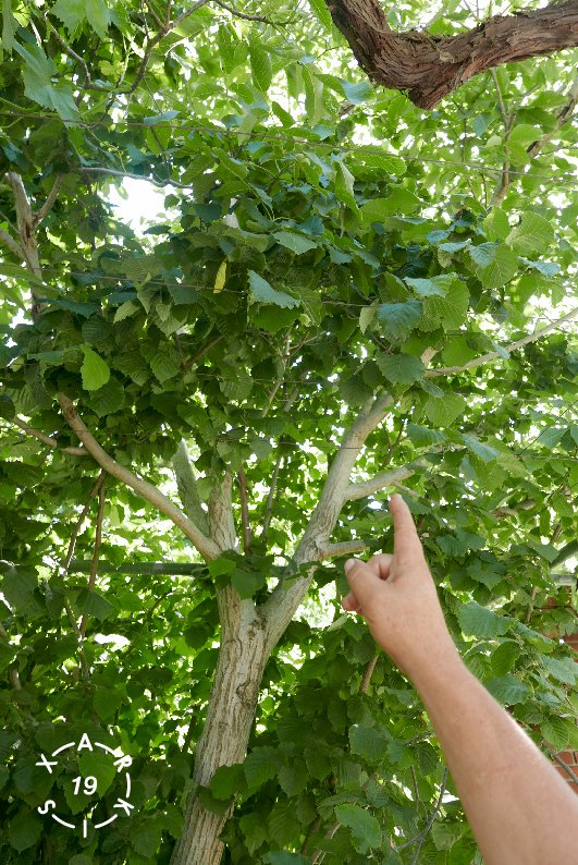 WALK IN THE HAZELNUTS FOREST WITH LOGO.jpg