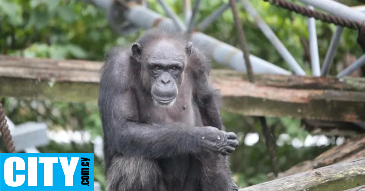 Πέθανε η Άι, ο θηλυκός χιμπατζής που μπορούσε να μετρά και να ζωγραφίζει