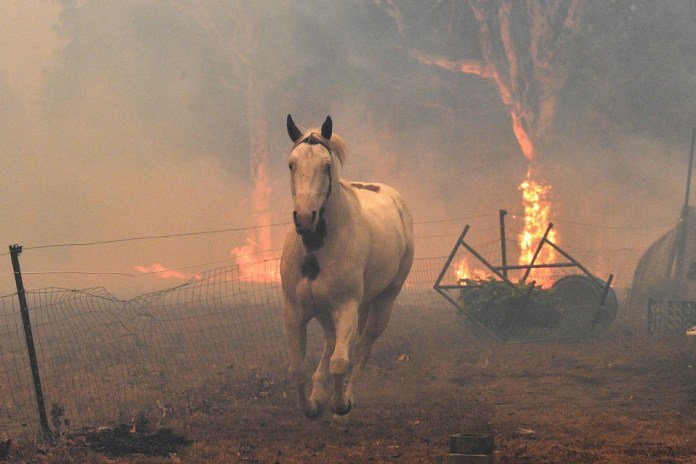 animales-muertos-incendios-australia-1.jpg