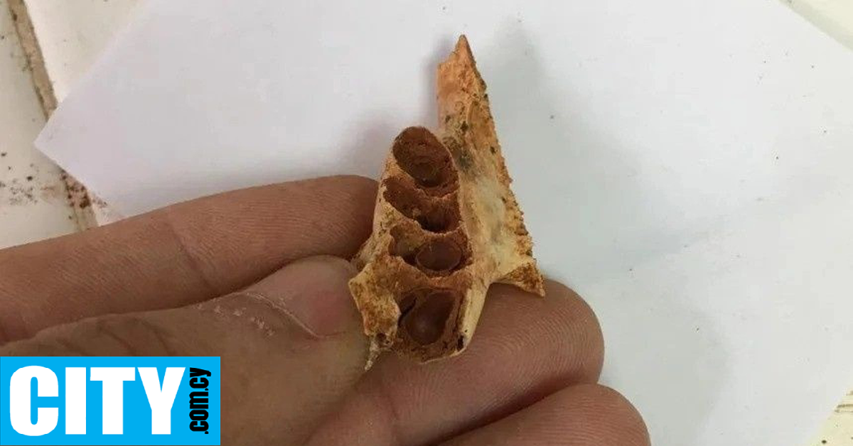 Για πρώτη φορά βρέθηκαν αρχαίες φωλιές μελισσών μέσα σε απολιθωμένα σαγόνια ζώων