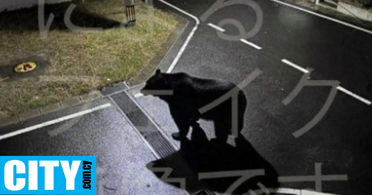 Έκαναν ανάρτηση και προειδοποιούσαν για εμφάνιση αρκούδας, αλλά τελικά ήταν ΑΙ