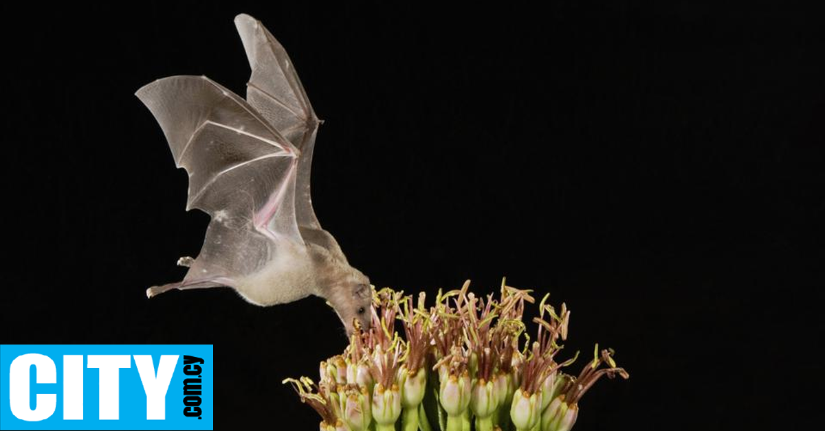 Κι όμως, οφείλουμε στις νυχτερίδες μερικά από τα πιο ξέφρενα πάρτι μας (και, ίσως, μερικά hangovers)