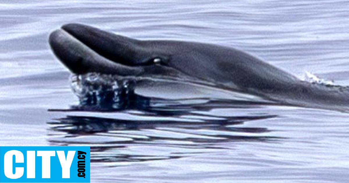 Ερευνητές εντόπισαν (ζωντανό) ένα είδος φάλαινας που ποτέ πριν δεν είχε παρατηρηθεί στην άγρια φύση