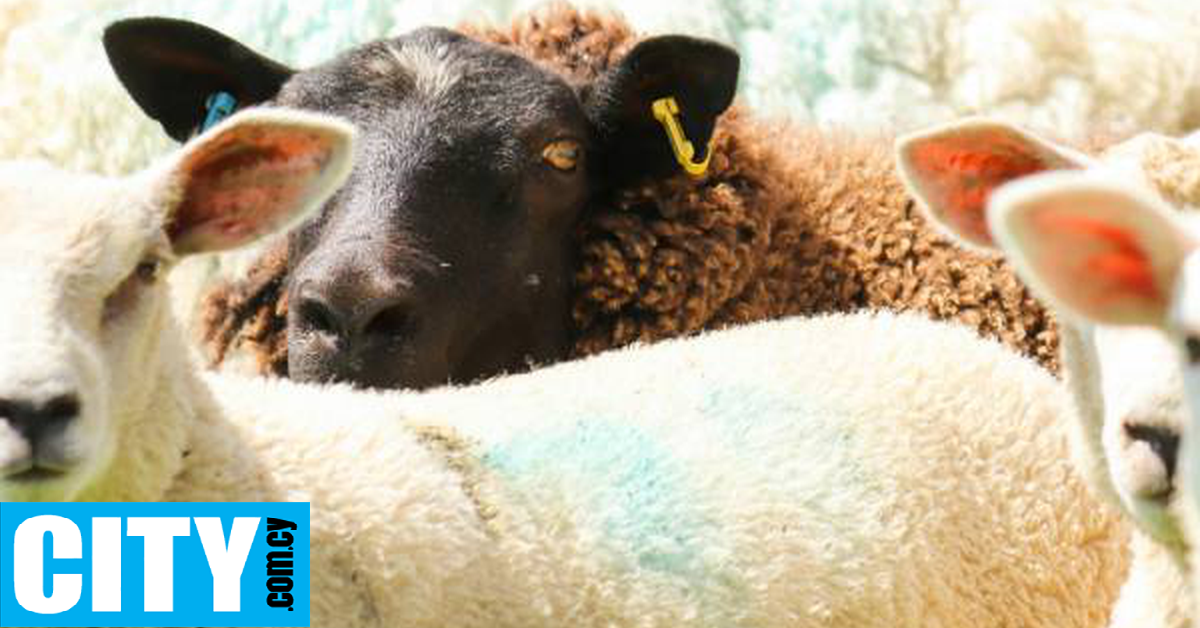 Είσαι το μαύρο πρόβατο;