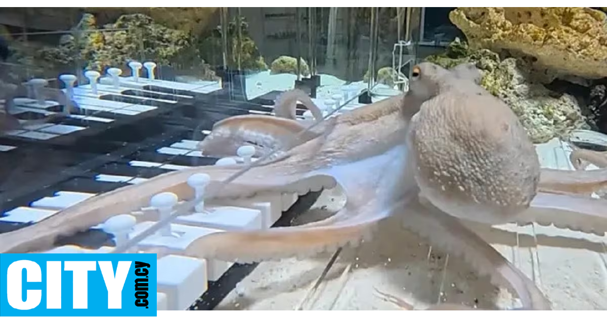 Ο νεαρός μουσικός που έμαθε σε ένα χταπόδι να παίζει πιάνο