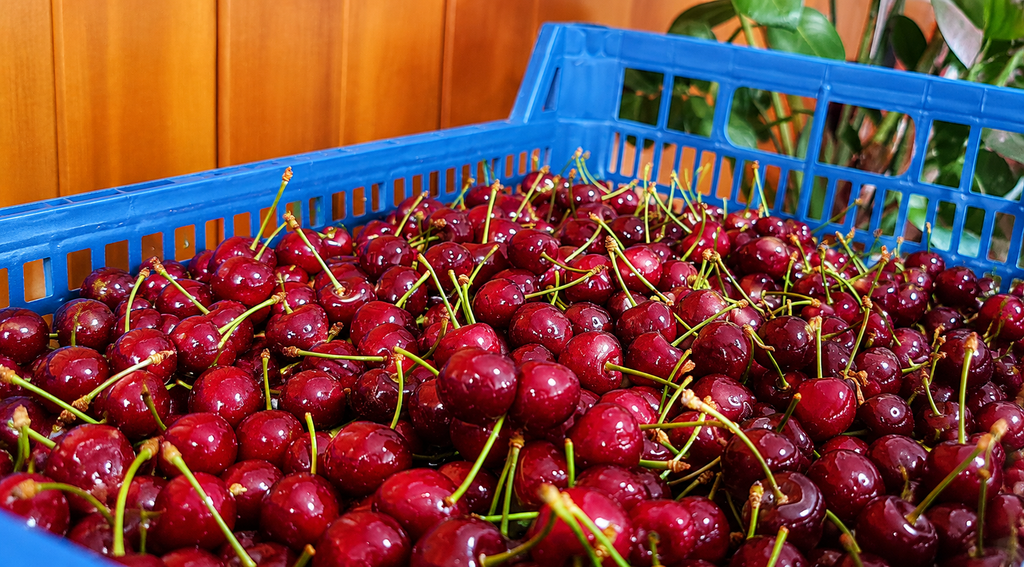cherryfest5.png