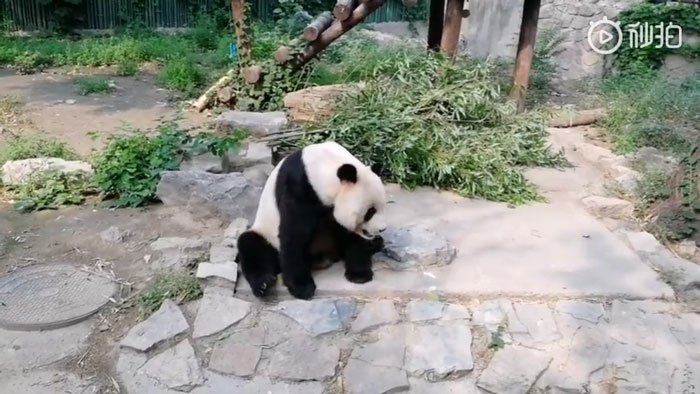 chinese-tourist-panda-throws-rock-beijing-zoo-2-5-5d2db6a09f918__700.jpg