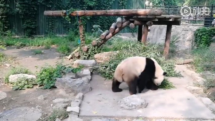 chinese-tourist-panda-throws-rock-beijing-zoo-2-6-5d2db6a29cb13__700.jpg