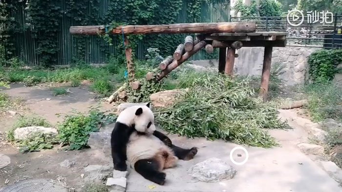 chinese-tourist-panda-throws-rock-beijing-zoo-100-1 (1).jpg
