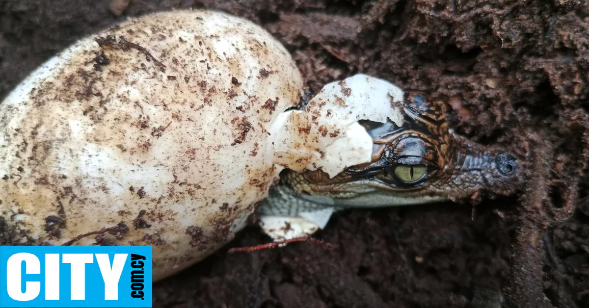 Είδος κροκόδειλου που είχε σχεδόν εξαφανιστεί, επανεμφανίστηκε στην Καμπότζη
