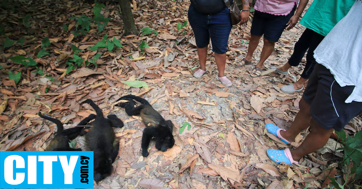 Στο Μεξικό κάνει τόση ζέστη που οι πίθηκοι πέφτουν νεκροί από τα δέντρα