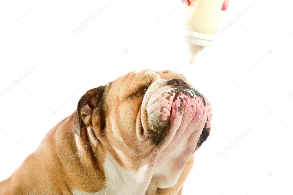 depositphotos_15294661-stock-photo-cute-english-bulldog-dog-with.jpg