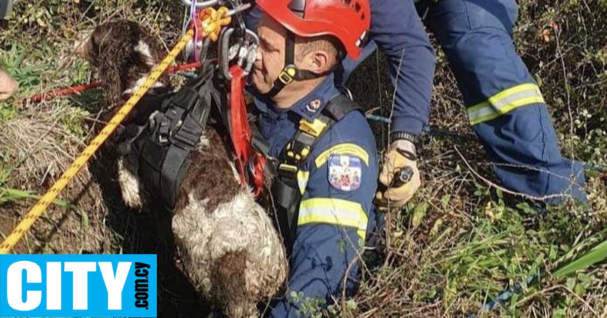 Σώα και αβλαβή τα δύο σκυλιά που έπεσαν σε λαγούμι στην Αγία Θέκλα