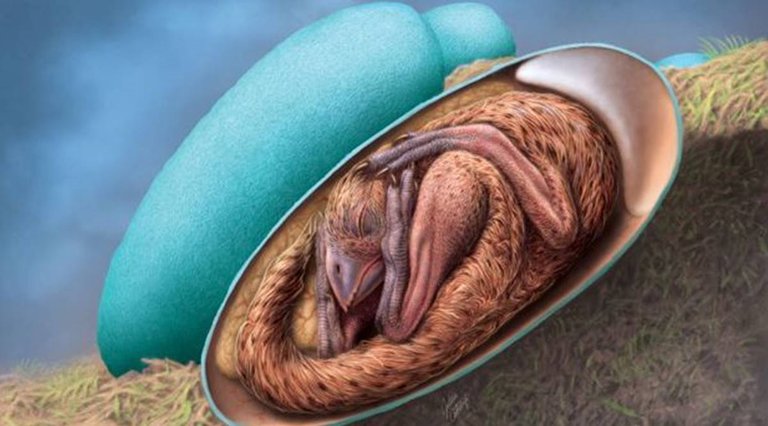 dinosaur-egg-and-embryo.jpeg