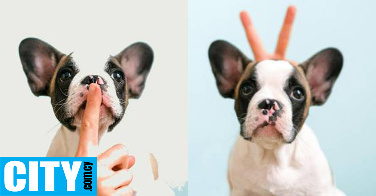 Οι σκύλοι διαμορφώνουν λεξιλόγιο με τον τρόπο των νηπίων