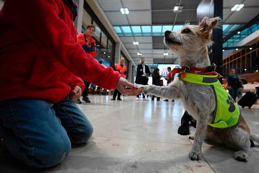 dogs-aero-berlin-1_city.png