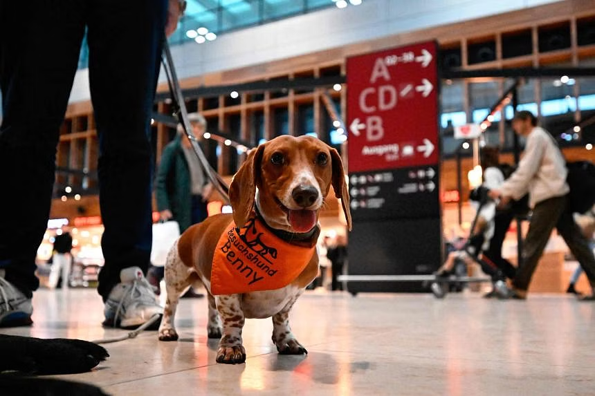dogs-aero-berlin-2_city.png
