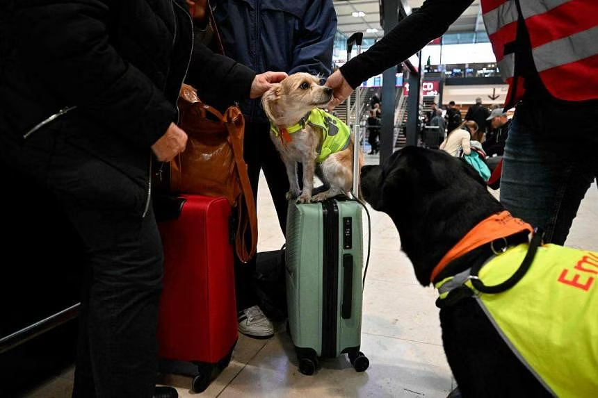 dogs-aero-berlin-3_city.png