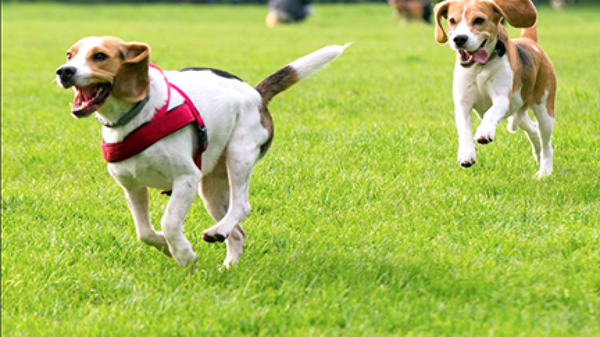 dogs-in-a-park-file-photo-1280x720.png