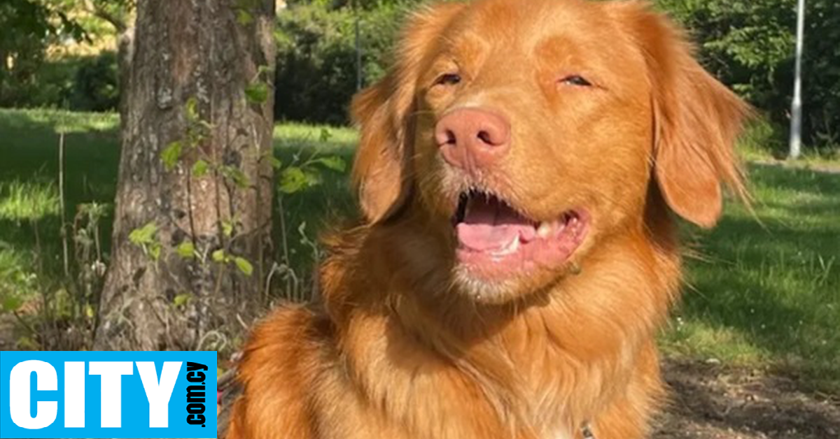 &Sigma;&kappa;ύ&lambda;&omicron;&sigmaf; &beta;&omicron;&eta;&theta;ό&sigmaf; &sigma;&epsilon; &kappa;&omicron;&lambda;&lambda;έ&gamma;&iota;&omicron; &pi;&alpha;ί&rho;&nu;&epsilon;&iota; &chi;ά&delta;&iota;&alpha; &kappa;&alpha;&iota; &pi;&rho;&omicron;&sigma;&phi;έ&rho;&epsilon;&iota; &sigma;&upsilon;&nu;&alpha;&iota;&sigma;&theta;&eta;&mu;&alpha;&tau;&iota;&kappa;ή &upsilon;&pi;&omicron;&sigma;&tau;ή&rho;&iota;&xi;&eta; &sigma;&tau;&omicron;&upsilon;&sigmaf; &mu;&alpha;&theta;&eta;&tau;έ&sigmaf;