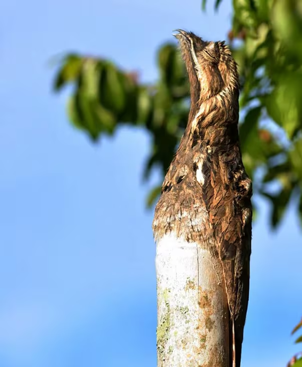 Το πουλί που περνά τη μέρα του στη σκιά του δάσους και παριστάνει το δέντρο