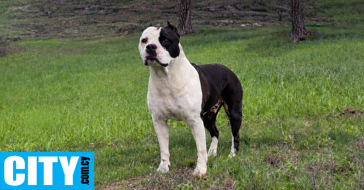 &Chi;ά&theta;&eta;&kappa;&epsilon; &sigma;&kappa;ύ&lambda;&omicron;&sigmaf;, &sigma;&tau;&eta;&nu; &pi;&epsilon;&rho;&iota;&omicron;&chi;ή &tau;&omicron;&upsilon; &Lambda;&upsilon;&theta;&rho;&omicron;&delta;ό&nu;&tau;&alpha;