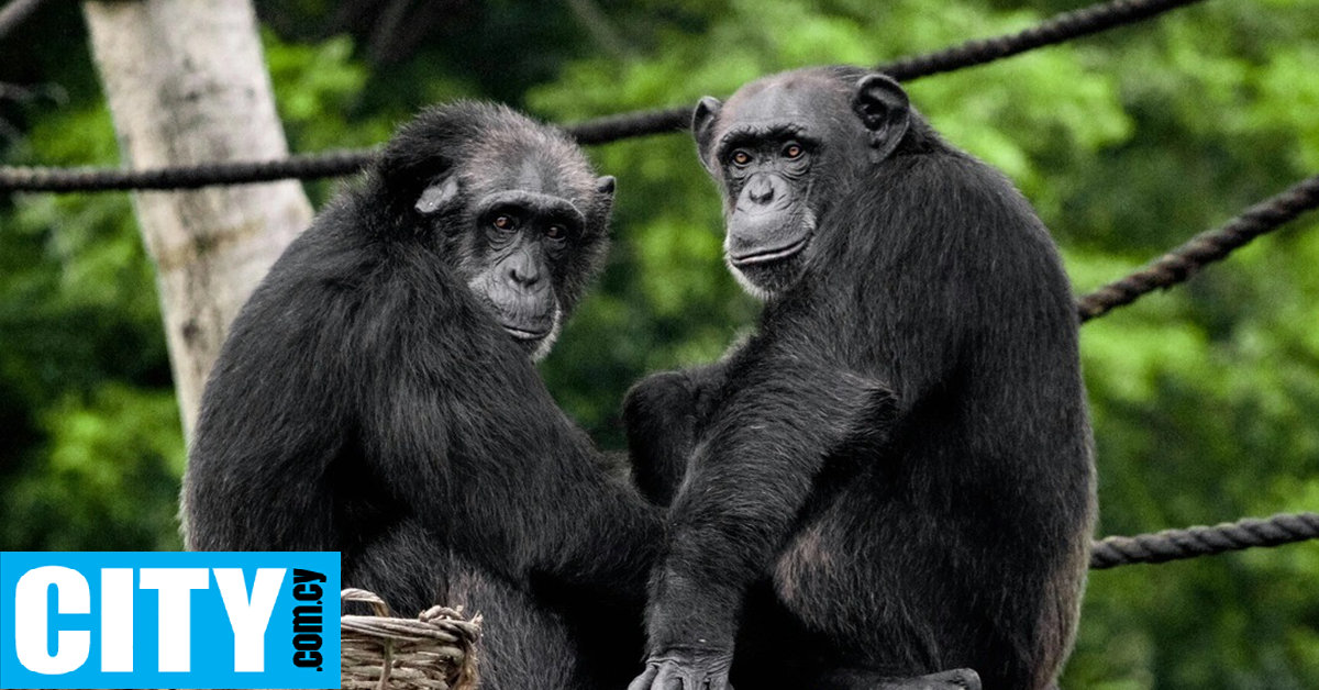 &Omicron;&iota; ά&nu;&theta;&rho;&omega;&pi;&omicron;&iota; &delta;&epsilon;&nu; &epsilon;ί&nu;&alpha;&iota; &tau;&alpha; &mu;ό&nu;&alpha; ό&nu;&tau;&alpha; &pi;&omicron;&upsilon; &epsilon;&pi;&iota;&delta;ί&delta;&omicron;&nu;&tau;&alpha;&iota; &sigma;&epsilon; &omicron;&mu;ό&phi;&upsilon;&lambda;&epsilon;&sigmaf; &sigma;&epsilon;&xi;&omicron;&upsilon;&alpha;&lambda;&iota;&kappa;έ&sigmaf; &sigma;&upsilon;&mu;&pi;&epsilon;&rho;&iota;&phi;&omicron;&rho;έ&sigmaf;, &lambda;έ&epsilon;&iota; &nu;έ&alpha; &mu;&epsilon;&lambda;έ&tau;&eta;