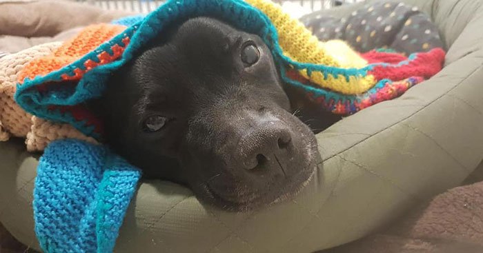 elderly-woman-knits-450-blankets-shelter-dog-dogs-trust-3-5d13842693230-700.jpg