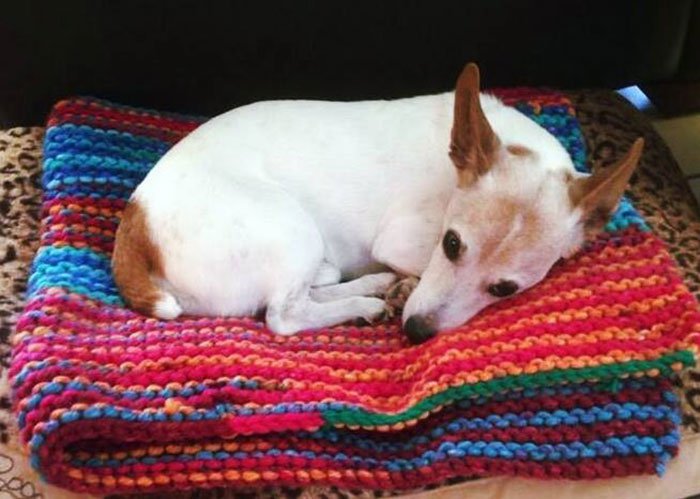 elderly-woman-knits-450-blankets-shelter-dog-dogs-trust-5-5d13842aa7b10-700.jpg