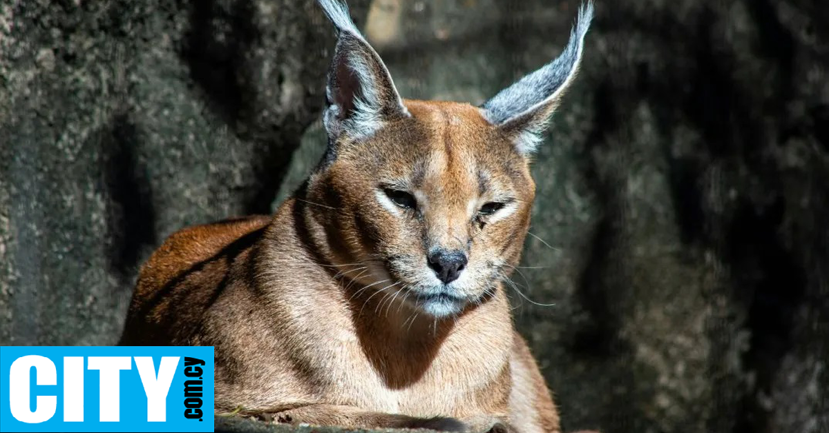 &Delta;&upsilon;&omicron; &sigma;&pi;ά&nu;&iota;&alpha; &alpha;&iota;&lambda;&omicron;&upsilon;&rho;&omicron;&epsilon;&iota;&delta;ή &beta;&rho;έ&theta;&eta;&kappa;&alpha;&nu; &sigma;&tau;&omicron; &mu;&pi;&alpha;&lambda;&kappa;ό&nu;&iota; &pi;&omicron;&lambda;&upsilon;&kappa;&alpha;&tau;&omicron;&iota;&kappa;ί&alpha;&sigmaf; &kappa;&alpha;&iota; &kappa;&alpha;&tau;&alpha;&sigma;&chi;έ&theta;&eta;&kappa;&alpha;&nu;