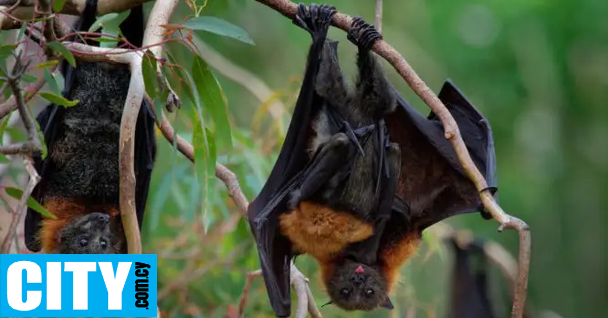 &Pi;ό&sigma;&omicron; &epsilon;&pi;&iota;&kappa;ί&nu;&delta;&upsilon;&nu;&omicron;&sigmaf; &epsilon;ί&nu;&alpha;&iota; &omicron; &nu;έ&omicron;&sigmaf; &iota;ό&sigmaf; &pi;&omicron;&upsilon; &mu;&epsilon;&tau;&alpha;&delta;ί&delta;&epsilon;&tau;&alpha;&iota; &alpha;&pi;ό &nu;&upsilon;&chi;&tau;&epsilon;&rho;ί&delta;&epsilon;&sigmaf; &kappa;&alpha;&iota; &epsilon;&xi;&alpha;&pi;&lambda;ώ&nu;&epsilon;&tau;&alpha;&iota; &sigma;&tau;&eta;&nu; &Iota;&nu;&delta;ί&alpha;;