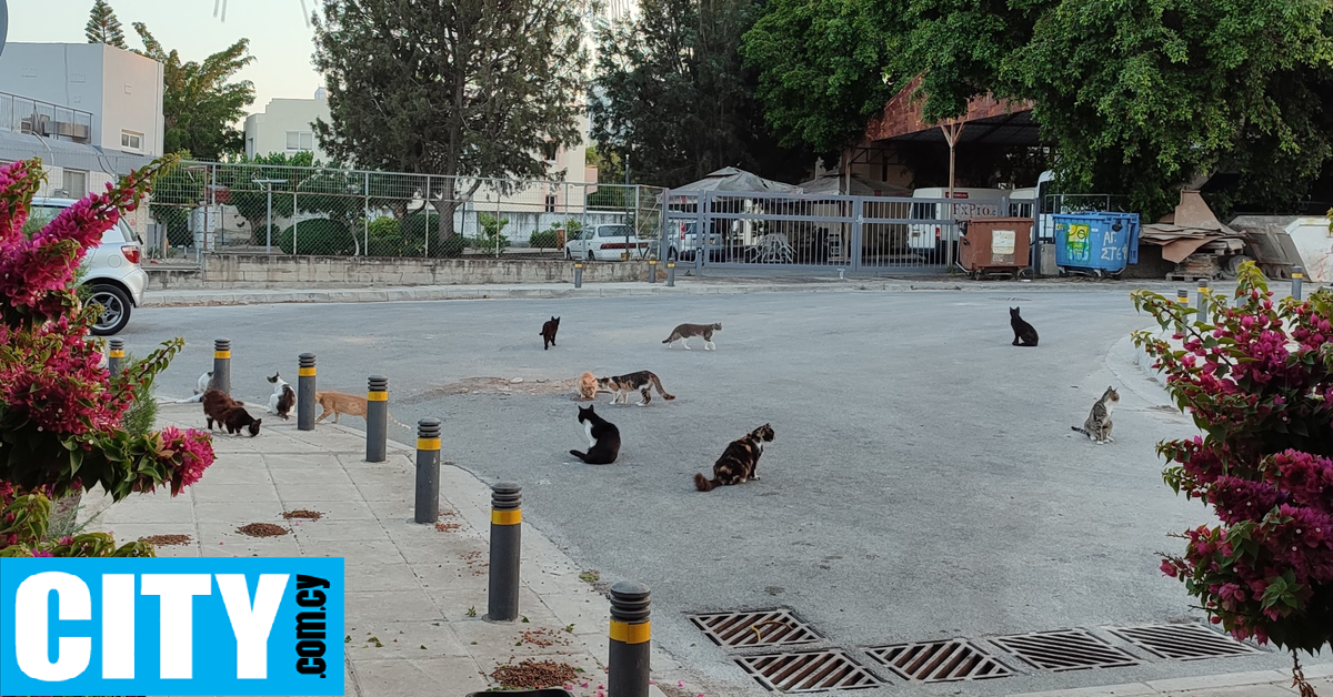 300 χιλιάδες γάτες έχουν πεθάνει στην Κύπρο από τον Ιανουάριο λόγω του FIP