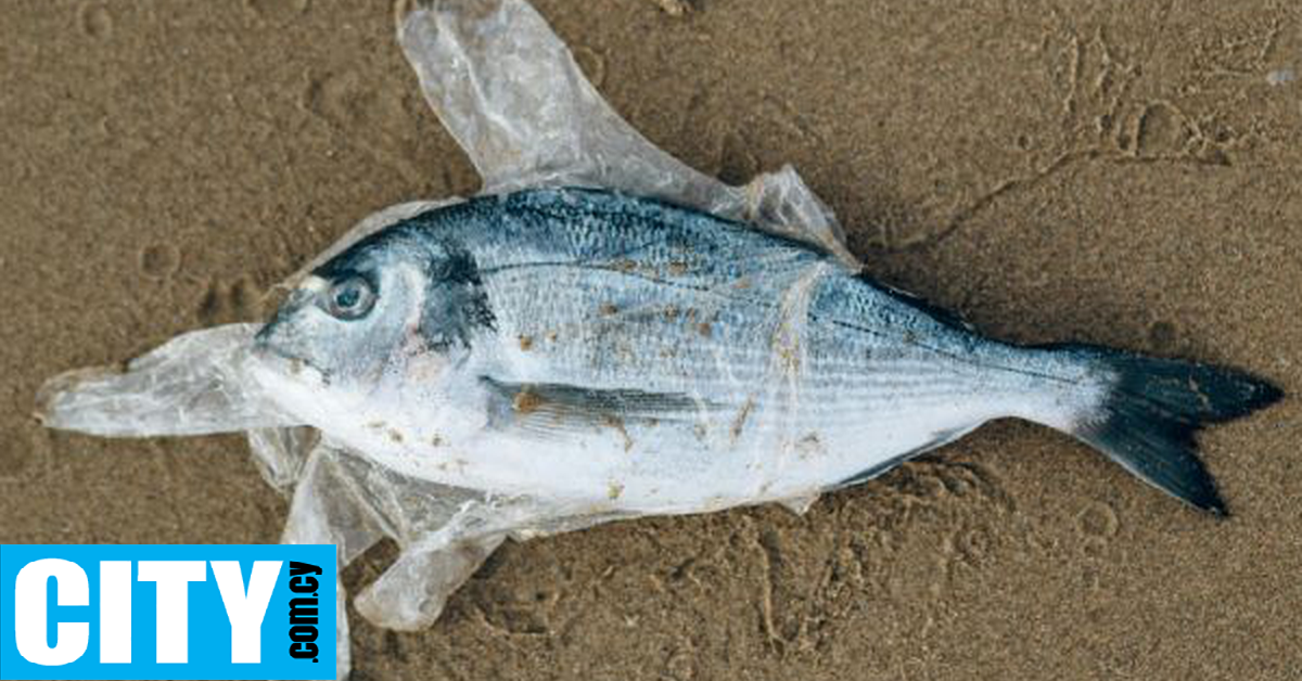 &Pi;&alpha;&rho;&alpha;&lambda;ί&alpha; &tau;&eta;&sigmaf; &Sigma;&kappa;&omega;&tau;ί&alpha;&sigmaf; &gamma;έ&mu;&iota;&sigma;&epsilon; &sigma;&kappa;&omicron;&upsilon;&pi;ί&delta;&iota;&alpha; &pi;&omicron;&upsilon; &pi;&epsilon;&tau;ά&chi;&tau;&eta;&kappa;&alpha;&nu; &tau;&omicron; 1960 &sigma;&tau;&omicron;&nu; &Kappa;&alpha;&nu;&alpha;&delta;ά