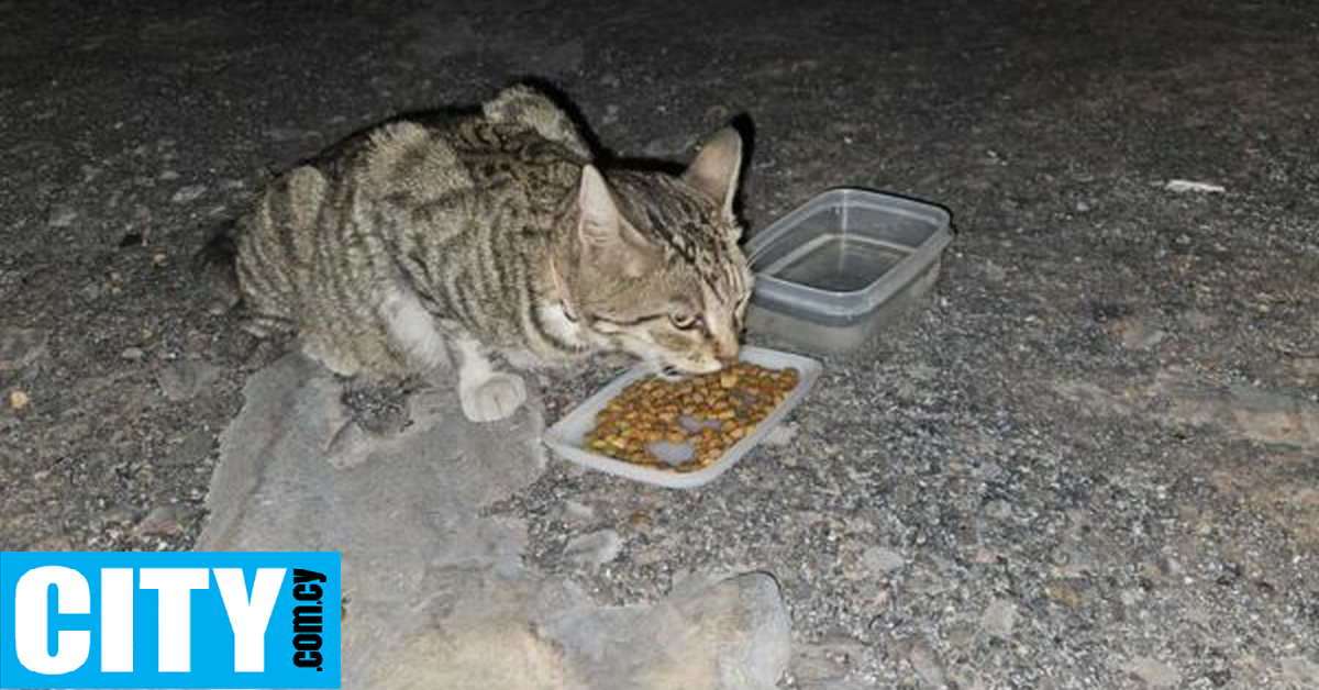 Μια διαδικτυακή πλατφόρμα βοηθά ανθρώπους να αναζητήσουν τα ζώα τους που χάθηκαν στην πυρκαγιά
