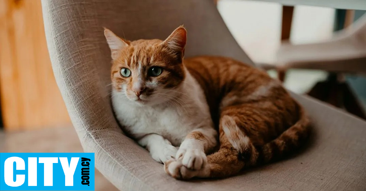 &Omicron;&delta;&eta;&gamma;ό&sigmaf; &tau;&eta;&sigmaf; Amazon &kappa;&alpha;&tau;&alpha;&gamma;&rho;ά&phi;&eta;&kappa;&epsilon; &alpha;&pi;ό &kappa;ά&mu;&epsilon;&rho;&alpha; &theta;&upsilon;&rho;&omicron;&tau;&eta;&lambda;&epsilon;ό&rho;&alpha;&sigma;&eta;&sigmaf; &nu;&alpha; &alpha;&rho;&pi;ά&zeta;&epsilon;&iota; &gamma;ά&tau;&alpha; &pi;&epsilon;&lambda;ά&tau;&eta;