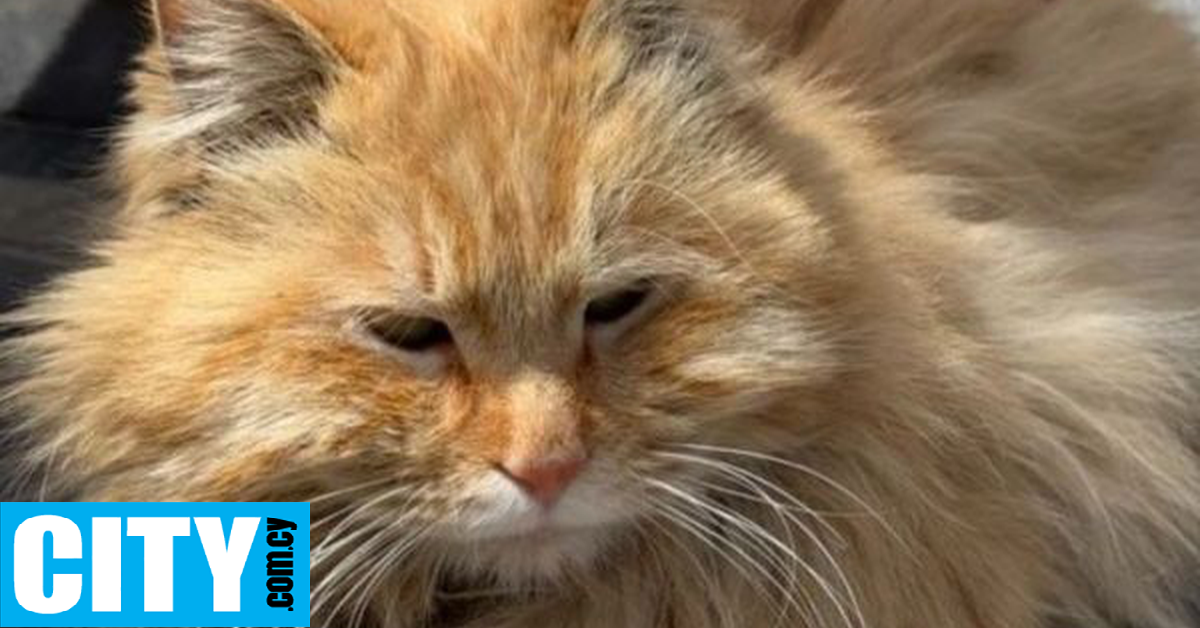 Πώς ένας γάτος βοήθησε τον ιδιοκτήτη του να εντοπίσει νέο ιό